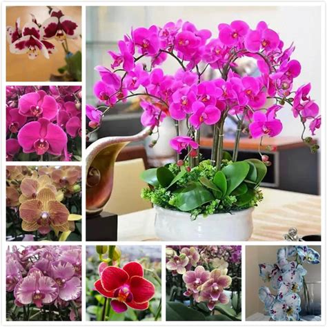 Malaysia Ready Stock Phalaenopsis Orchid Seeds Indoor Plants Real Live Butterfly Orchid Plant In