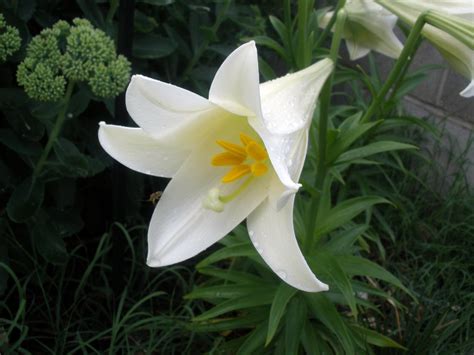 Easter Lily Flower Care Guide Helpful Tips Bouqs Blog