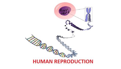 Grade 12 Life Sciences Human Reproduction Worksheet Teacha