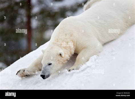 Polar Bear Ursus Maritimus Sliding Down A Hill Stock Photo Alamy