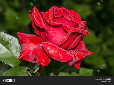 Natural Bright Roses Image And Photo Free Trial Bigstock