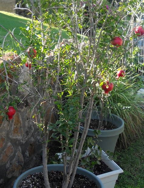 A Kitchen Garden In Kihei Maui Growing Container Pomegranate Trees