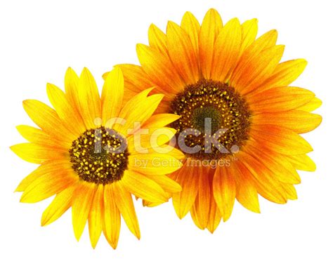 Two Sunflowers Stock Photo Royalty Free Freeimages