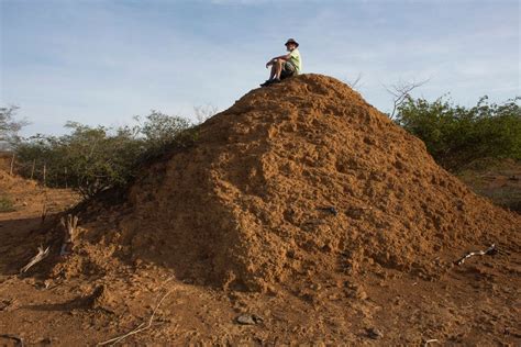 In Brazil Backlands Termites Built Millions Of Dirt Mounds