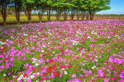 Cosmos Daydream Photograph By Lynn Bauer Fine Art America