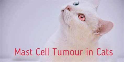 In dogs, prognosis for recovery depends pets with mast cell tumors can also have complications like stomach problems from the overproduction of histamine and excessive bleeding. Mast Cell Tumours in Cats | Cat-World