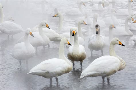 Whooper Swans Flying On Frozen Lake Photograph By Darrell Gulin