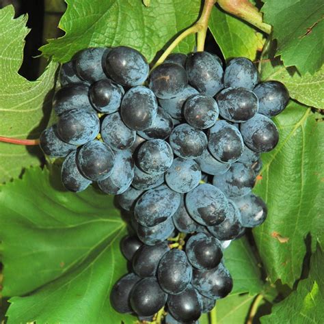 Different Types Of Grapes Wine Grapes And Eating Grapes Slowine