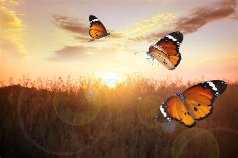 Field With Butterflies Lit By Morning Sun Stock Image Image Of Dream