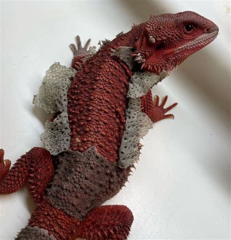 Pin By Your Waifu On Bearded Dragons In 2022 Lizard Bearded Dragon