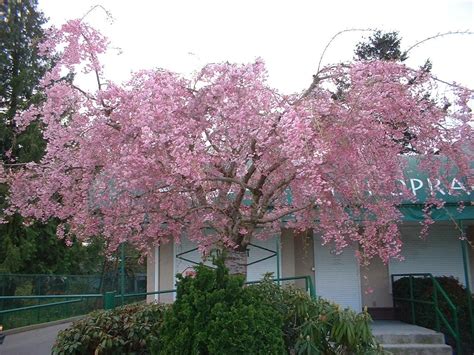 Prunus serrulata - Japanese flowering cherry | Flowering cherry tree, Japanese flowering cherry ...