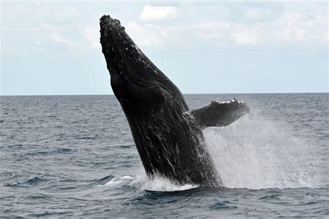 Free Images Sea Play Jump Marine Life Humpback Whale Vertebrate