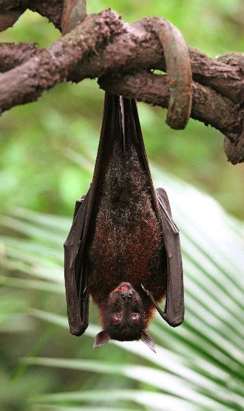 Fruit Bat With Big Eyes Bat Facts And Information