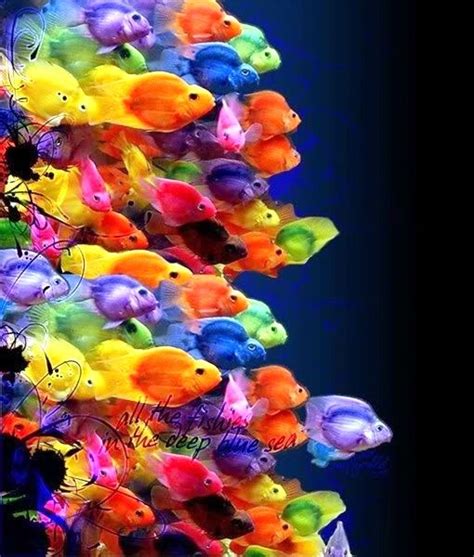 World Of Happy Colours Beautiful Sea Creatures Colorful Fish Sea Fish