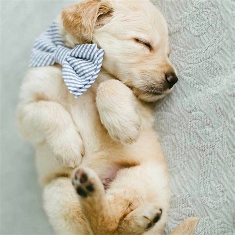 Free for commercial use no attribution required high quality images. 10 Cute Pictures of Golden Retrievers