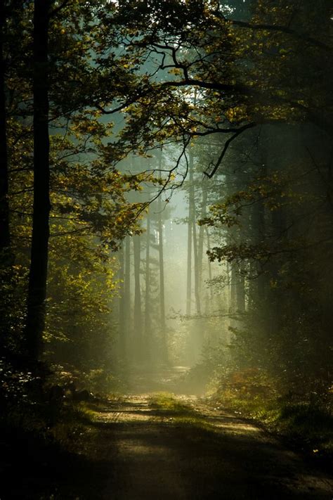 Ethereal Vistas Mysterious Forest By Robert Tarczyński