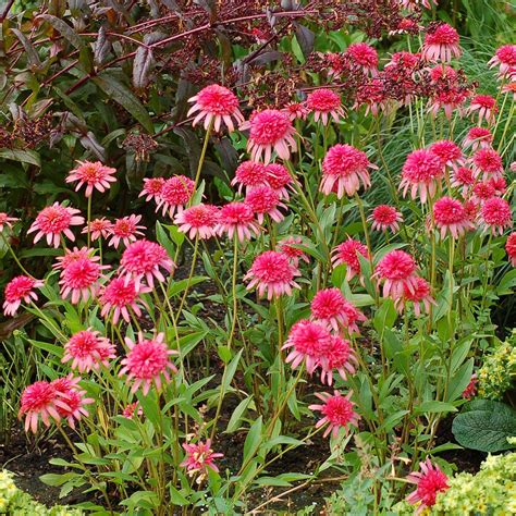 Echinacea ‘secret Passion Terra Nova® Nurseries Inc