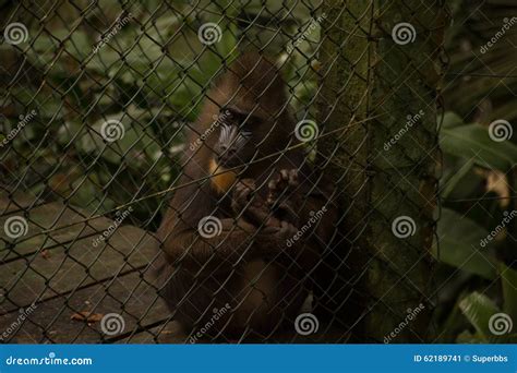 Macaco Na Gaiola Imagem De Stock Imagem De Parque Alimento 62189741