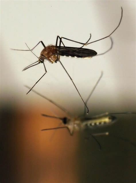 Oklahoma Records First Human Case Of West Nile Virus Confirmed In