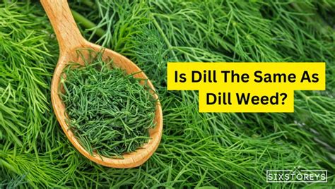 is dill the same as dill weed discover the real difference