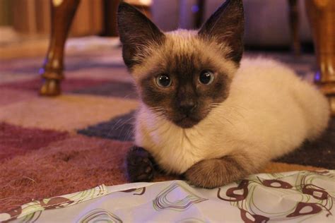 Our New 2 Month Siamese Kitten Ra