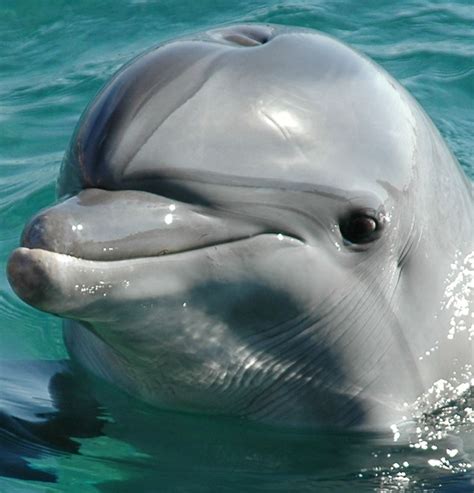 Dolphins Animal Victory Dolphinaris Arizona Closes Dolphin Exhibition