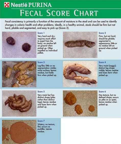 Yellow Poop Color Chart