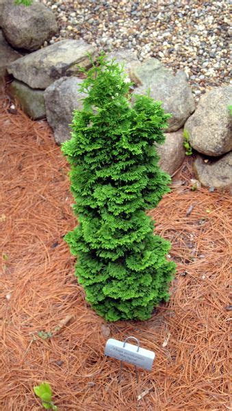 43 Best Images About Dwarf Evergreens For Containers As A