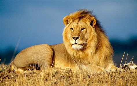 West African Lion Teetering Towards Extinction Streamafrica