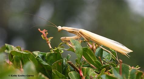 How To Find A Praying Mantis Bug Squad Anr Blogs