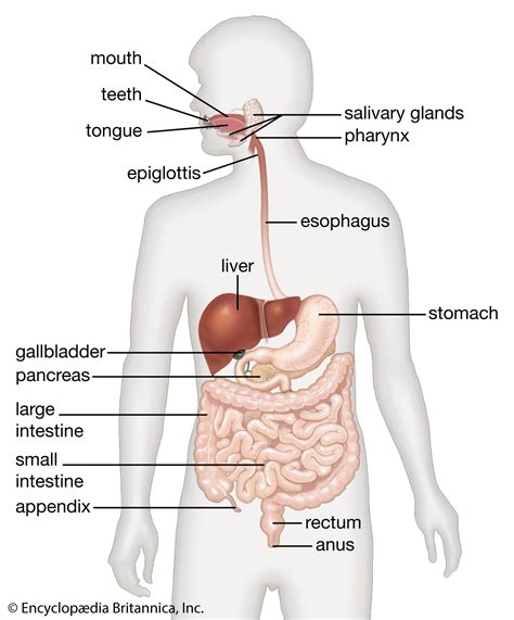 Stomach Definition Function Structure Diagram And Facts Britannica