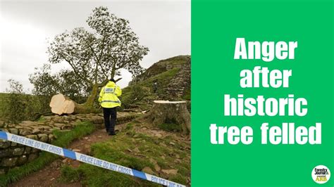 Footage Emerges Of Iconic Sycamore Gap After It Was Felled During The