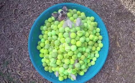 Euphoric Dog Chills In Giant Container Full Of Tennis Balls