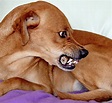 Hund Bissig Braun - Kostenloses Foto auf Pixabay