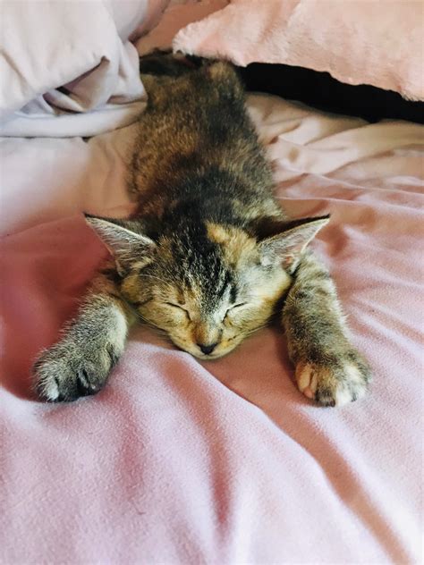 I picked the purrfect kitten 🖤 : cats