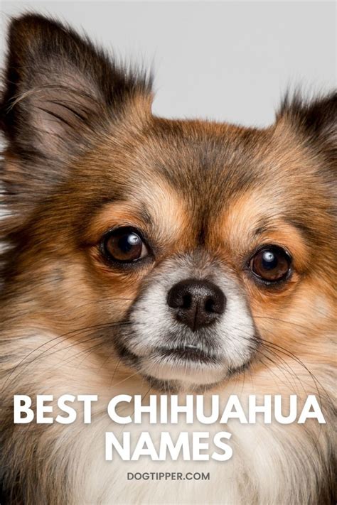 180 Best Chihuahua Names For Your New Fur Baby