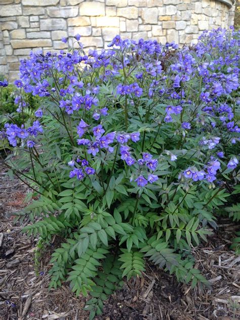 Heaven scent is presented in a square glass vase. Polemonium Heaven Scent | SHADE PLANTS FOR CAMP ...