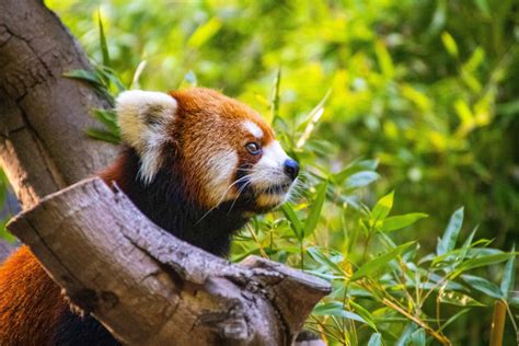 8 Us Zoos With Red Pandas To Add To Your List Scenic States