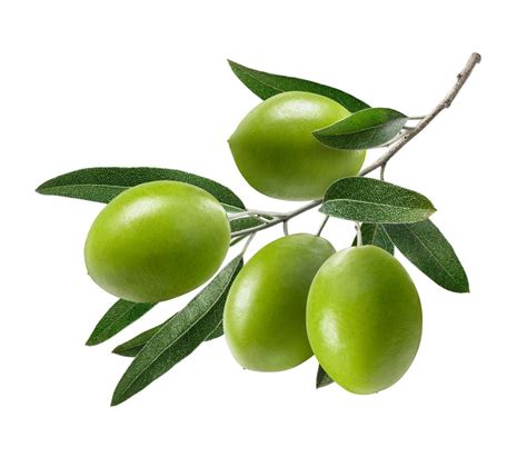 Get free shipping on qualified olive tree indoor plants or buy online pick up in store today in the outdoors department. Manzanillo Olive Tree - Four Winds Growers