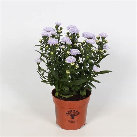 Aster Showmakers Website Van Endhoven Flowering Plants