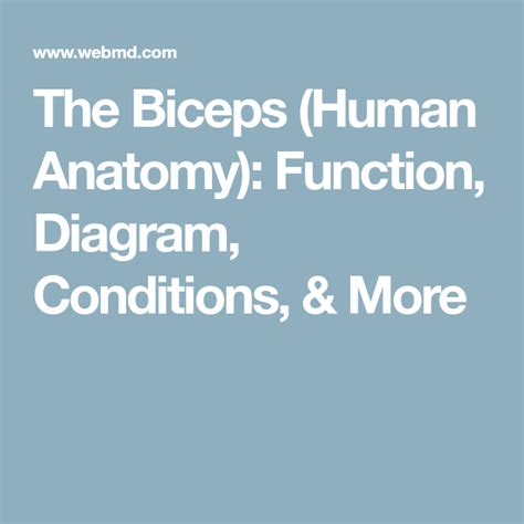 The Biceps Human Anatomy Function Diagram Conditions And More