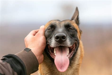 Why Do Dogs Like To Be Petted Veterinarians Explain