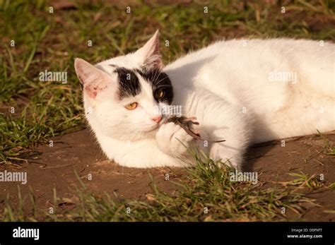 Cat Eating Mouse Stock Photo Alamy
