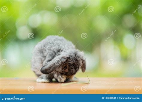Rabbit Sleep On Ground Bunny Pet Stock Photo Image Of Lovely Pretty