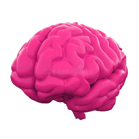 Pink Human Brain Isolated On White Background 3d Illustration Stock