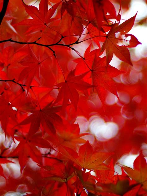 Acer Red Wallpapers Top Free Acer Red Backgrounds Wallpaperaccess