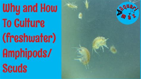 How To Culture Freshwater Amphipodsscuds Youtube