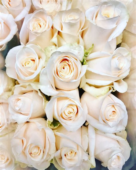 The Cream Rose Are Said To Represent Charm Thoughtfulness And
