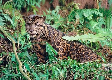 Harga Macan Dahan Kalimantan Macan Tiket Seni Wisata Nusantara Yuk Akr