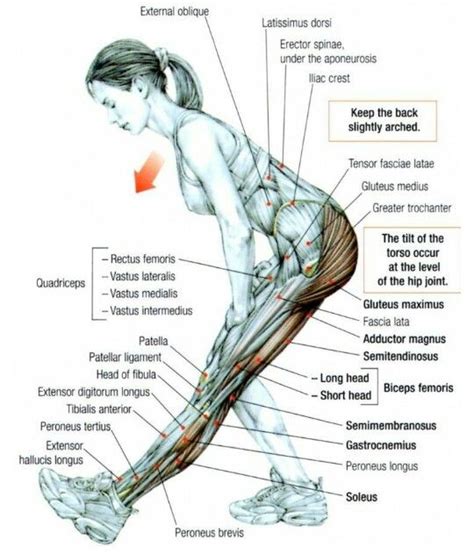 The gluteus maximus is the main extensor muscle of the hip. Glutes, Hamstring & Calf Muscles II | Yoga anatomy ...